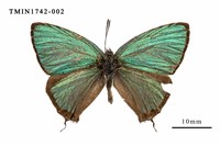 藏品(碧翠灰蝶)的圖片